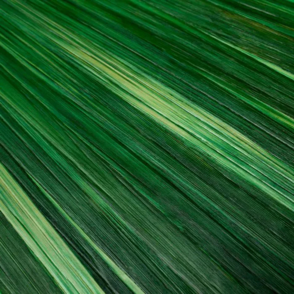 Eichholtz Box Harvard Straw marquetry green